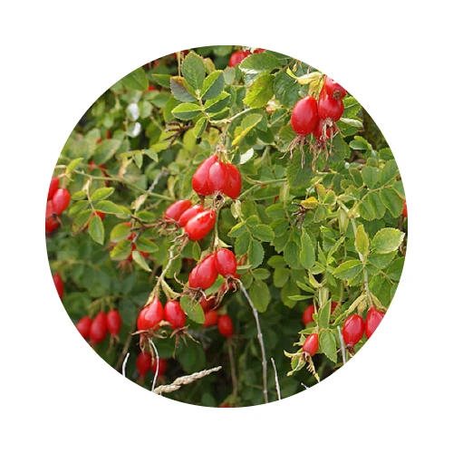 HUILE DE ROSIER MUSCAT bio